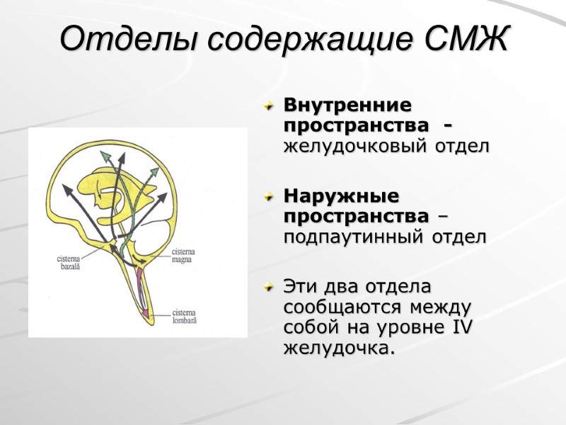 Отделы содержащие СМЖ Внутренние пространства  - желудочковый отдел  Наружные пространства – подпаутинный